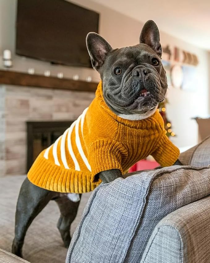 Blueberry Pet Cozy Soft Chenille Classy Striped Dog Sweater in Mustard, Back Length 16", Pack of 1 Clothes for Dogs