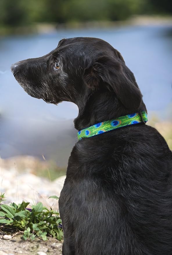 Lupinepet Originals 1" Tail Feathers 12-20" Adjustable Collar For Medium And Larger Dogs