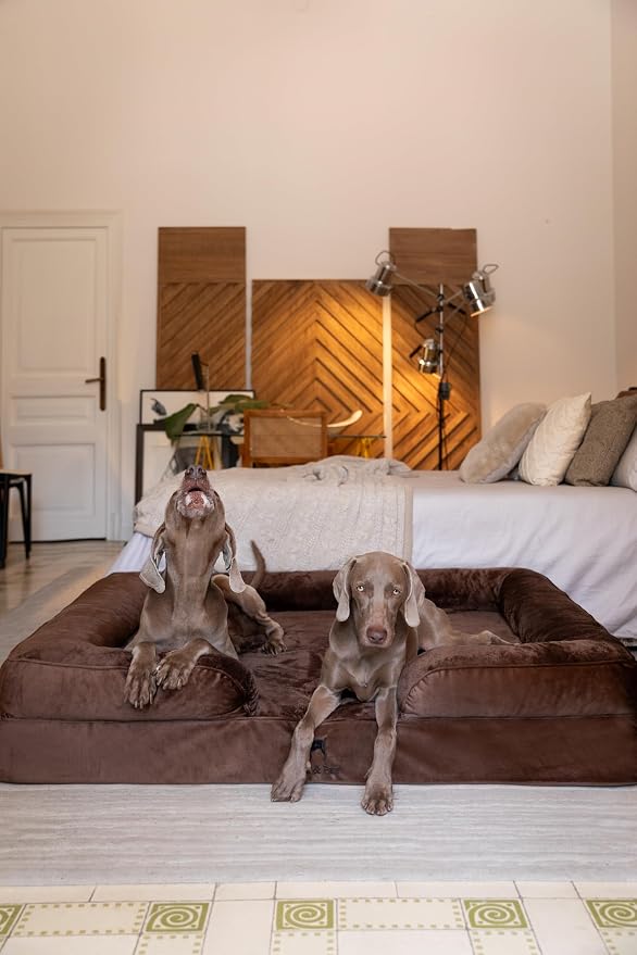 NOAH & PAW Giant Dog Bed XXL, 55x45x11 Inch, Orthopedic Dog Beds, Eggshell Memory Foam Infused with Cooling Gel, Inner Cover, Water Resistant, Machine Washable (Velvet Sofa Collection)