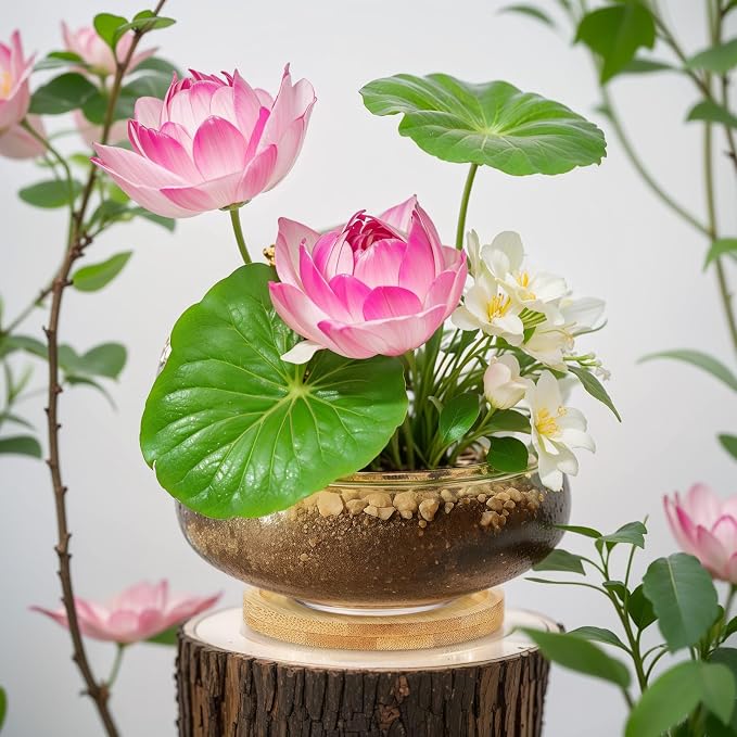 2 Sets Glass Planter Bowls for Flowers with Tray 6'' Round Glass Vase Bowl Hydroponic Lotus Planter Pot Propagation Vases Fish Bowl for Plants Indoor Windowsill Kitchen Desktop Wedding Decor
