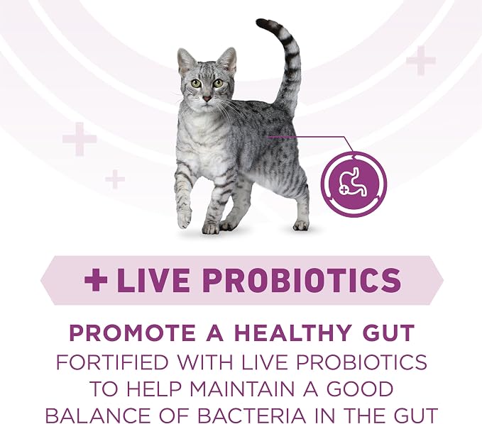 Purina ONE Plus Whole Body Support Chicken Dry Cat Food 7 lb Bag | High protein cat food with live probiotics, taurine, vitamin E, choline and omega-6 fatty acids for whole body support