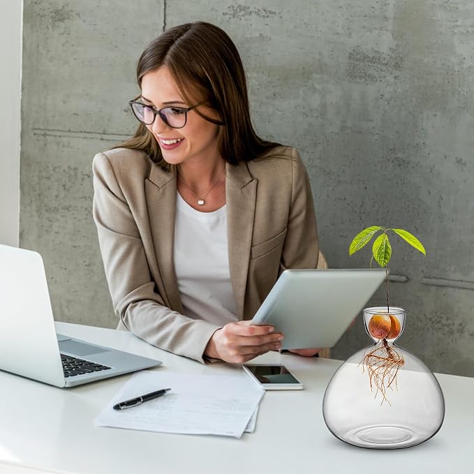 Large Avocado Grow Vase Glass Acorn Seed Starter Vase Planter for Growing | Premium Glass Avocado Growing Vases, Clear Avocado Pit Planter, Transparent Bulb Vase, Ideal for Gardening Indoor Hydroponics