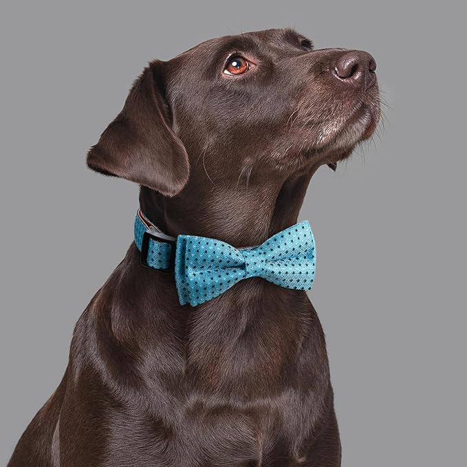 Bow Tie Dog Collar Checkered Pattern Sky Blue with Bowtie for Boy Girl Dogs Small