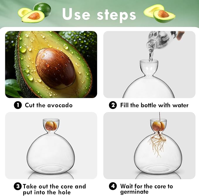 Large Avocado Grow Vase Glass Acorn Seed Starter Vase Planter for Growing | Premium Glass Avocado Growing Vases, Clear Avocado Pit Planter, Transparent Bulb Vase, Ideal for Gardening Indoor Hydroponics