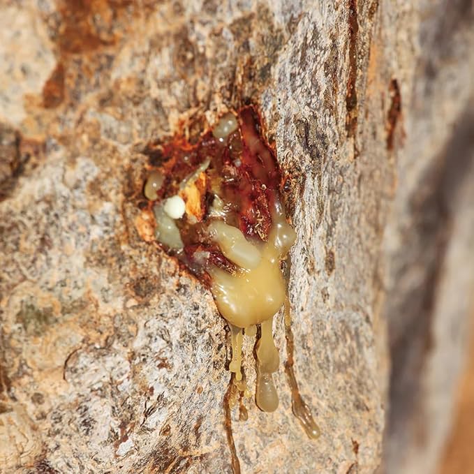 Aromatics International Myrrh Hydrosol 100ml | Resinous Spicy Balsamic Natural Aromatic Mist for Home, Body & Daily Use