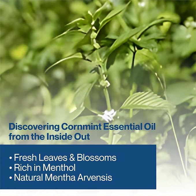 Cornmint Essential Oil - 100% Pure & Natural Essential Oil for Aromatherapy, Home Essential Diffuser Oil, Refreshing Minty Aroma for Aromatherapy and Skincare - Sourced from India 15ml