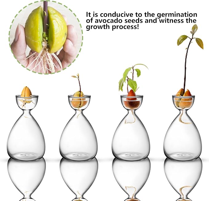 2pcs Small Avocado Seed Starter Vase, Avocado Tree Growing Kit, Avocados Glass Plant Pot Vase Gifts for Gardening Lovers (2pc Avocados vases)