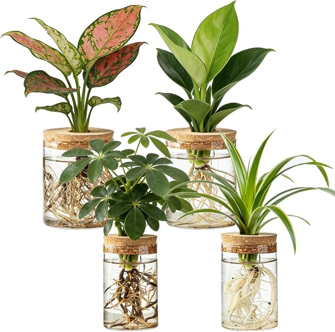 Dahey 4Pcs Glass Plant Propagation Station, 2 Large Vases & 2 Small Pots | Clear Root-View Water Jars, Cork Lids Cut Evaporation, Dust Proof & Soil-Free, Fits Hydroponic Cuttings, Desktop Indoor Decor