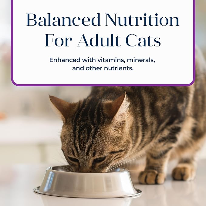 Blue Buffalo Basics Turkey Adult Grain-Free Wet Cat Food, 5.5 oz, 24 ct | Skin & Stomach Care, Real Turkey #1 Ingredient, Limited Ingredient Diet, Antioxidant-Rich LifeSource Bits, Skin & Coat Health