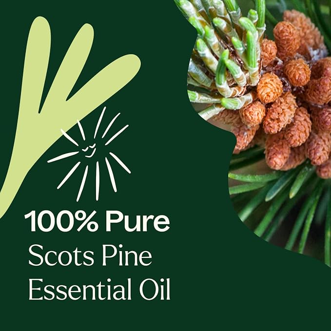 Plant Therapy Scots Pine Essential Oil 30 mL (1 oz) (Pack of 2) 100% Pure, Undiluted, Aromatherapy for Clear Breathing, and Sore Muscle Relief
