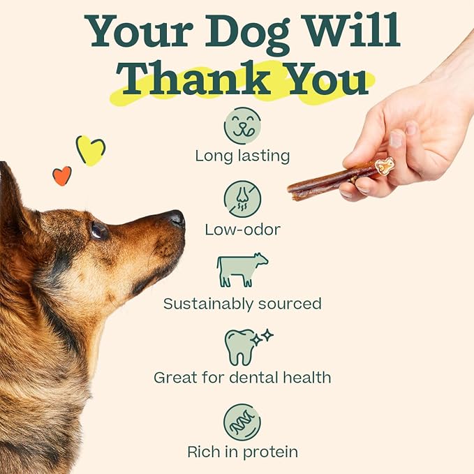 WOOF Bully Sticks Dog Chew Treats, 12 Inch, 10 Count | Free-range grass-fed beef, long-lasting chews, high protein, odor controlled, supports dental care