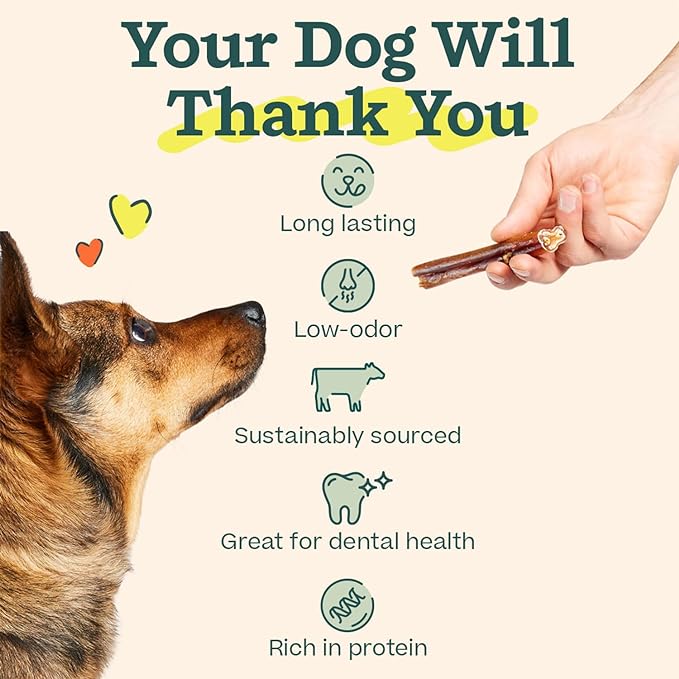 WOOF Bully Sticks Dog Chew Treats, 12 Inch, 5 Count | Free-range grass-fed beef, long-lasting chews, high protein, odor controlled, supports dental care
