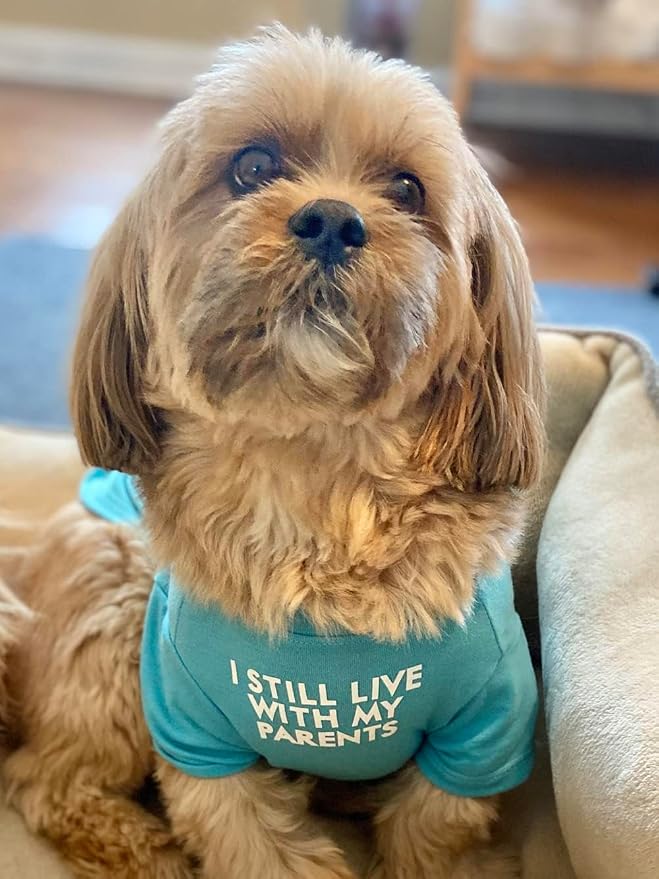 Cute Dog Clothes, T Shirt for Medium and Small Dogs Girl Boy,Puppy.Breathable Soft Dog Costume for Pet Dogs Cats, Pet Pullover Jumper, Cat Clothes (M-(7~11lb), Chest~16", Aqua)