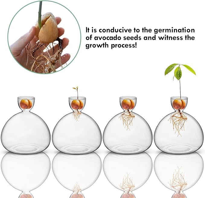 Large Avocado Grow Vase Glass Acorn Seed Starter Vase Planter for Growing | Premium Glass Avocado Growing Vases, Clear Avocado Pit Planter, Transparent Bulb Vase, Ideal for Gardening Indoor Hydroponics