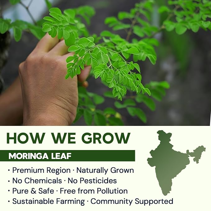 Moringa Leaf Tea - Caffeine Free, 50 Tea Bags