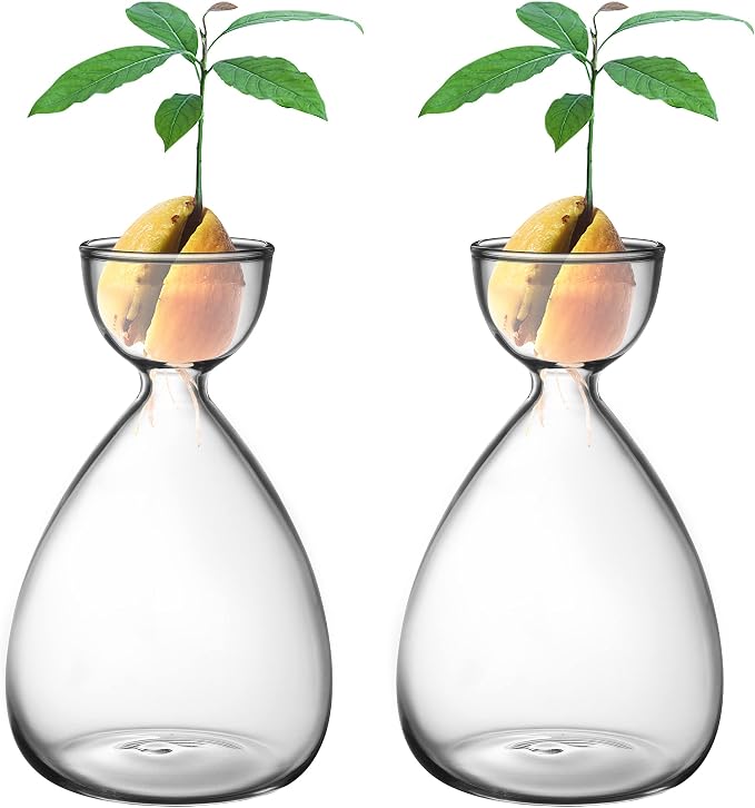 2pcs Small Avocado Seed Starter Vase, Avocado Tree Growing Kit, Avocados Glass Plant Pot Vase Gifts for Gardening Lovers (2pc Avocados vases)