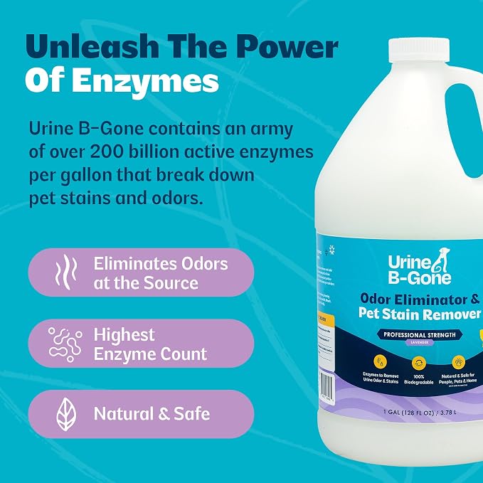 Urine B-Gone Enzyme Cleaner for Human, Cat & Dog Urine, Lavender, 1 Gallon | Enzyme cleaner for human, cat and dog urine on laundry, carpets and more; lavender scent, 1-gallon size.