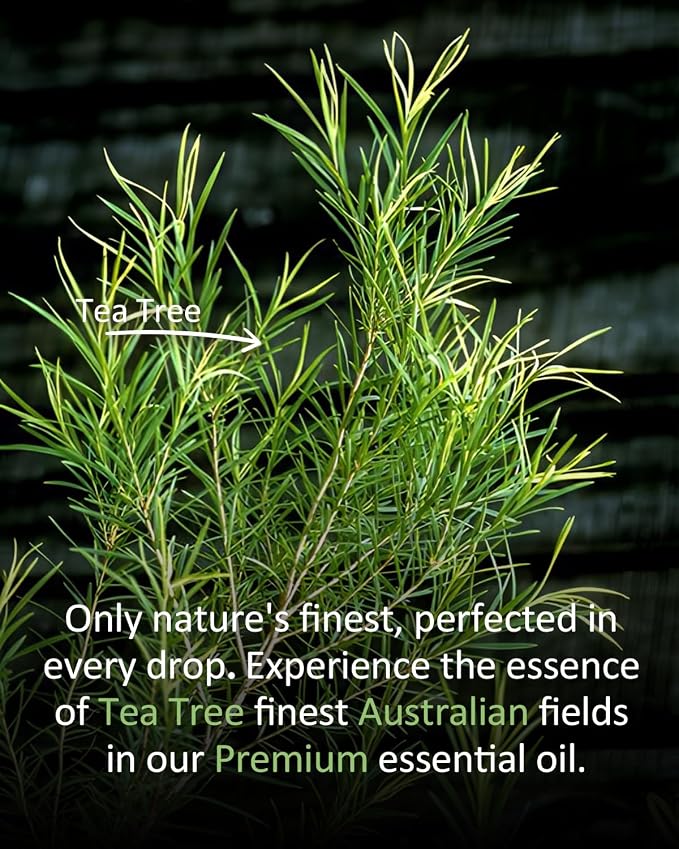 Tea Tree Essential Oil for Skin Muscle Hair Shampoo Body Wash Nails Aroma Natural Diffuser Oil 4 Fl Oz | Steam Distilled, for Skin, Hair, Nails, Feet Nursing, Diffuser, DIY Soap, Candle & SprayMaking, Home Cleaning, Purified Air