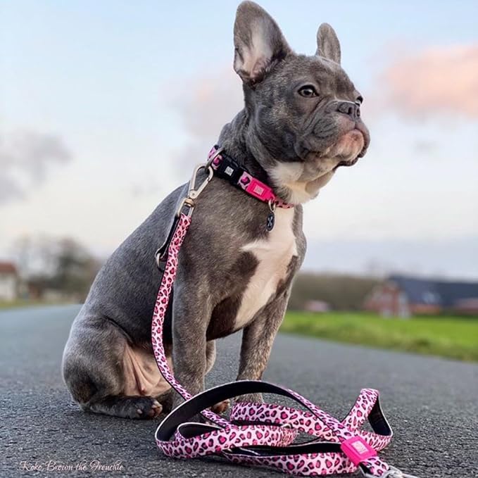 Max & Molly Urban Pets Smart ID Dog Collar - Soft Neoprene, Waterproof, Machine Washable, Power Buckle, Gotcha! QR Tag & Custom App Profile, Leopard Pink S