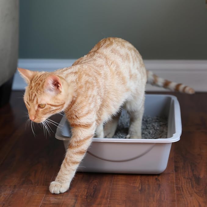 Petmate Basic Open Cat Litter Pan, Multidirectional Easy to Clean Plastic Litter Box, Gray, Made in USA, 14" x 10.5" x 3.5", Small Recommended for Kittens and Small Cats