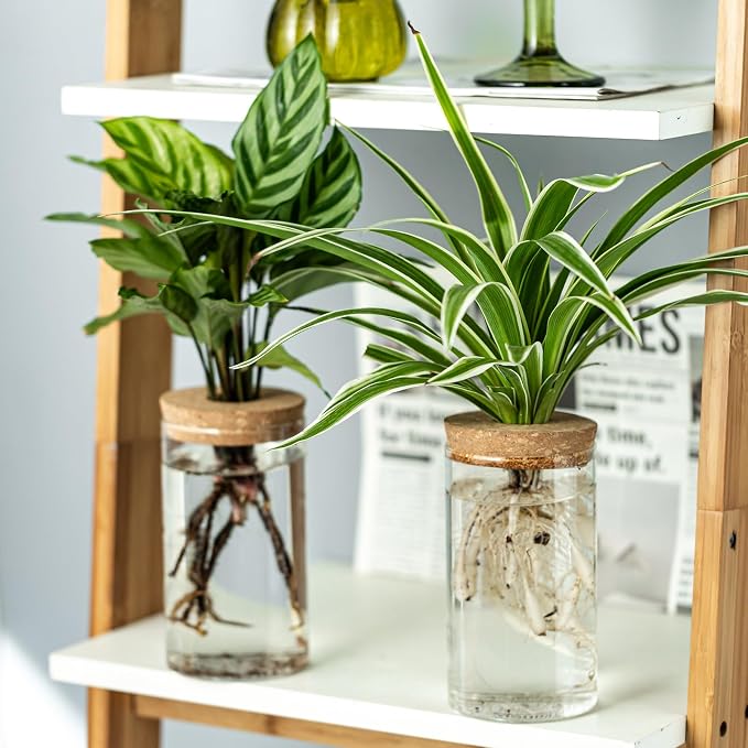 Propagation Vases for Plants, Set of 8(4 Large & 4 Small) Glass Plant Propagation Stations, Plant Propagation Jars for Home Office Windowsill Tabletop Decoration (8)