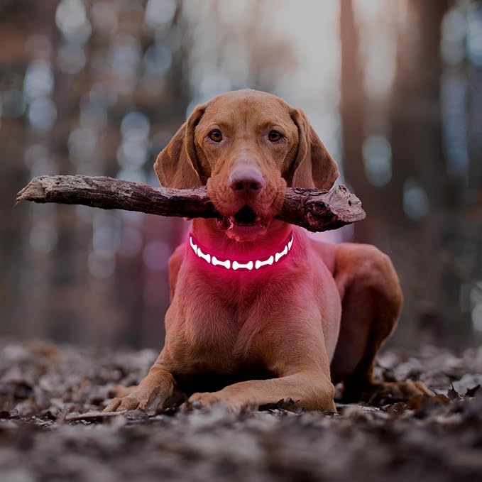 Flashseen LED Dog Collar Light Up USB-C Rechargeable(Pink, Medium)