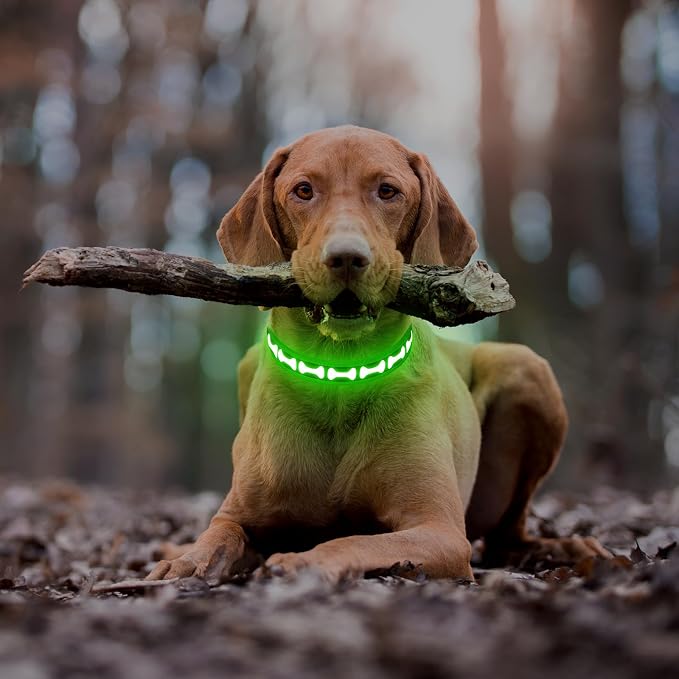 Flashseen LED Dog Collar Light Up USB-C Rechargeable (Green, Small)