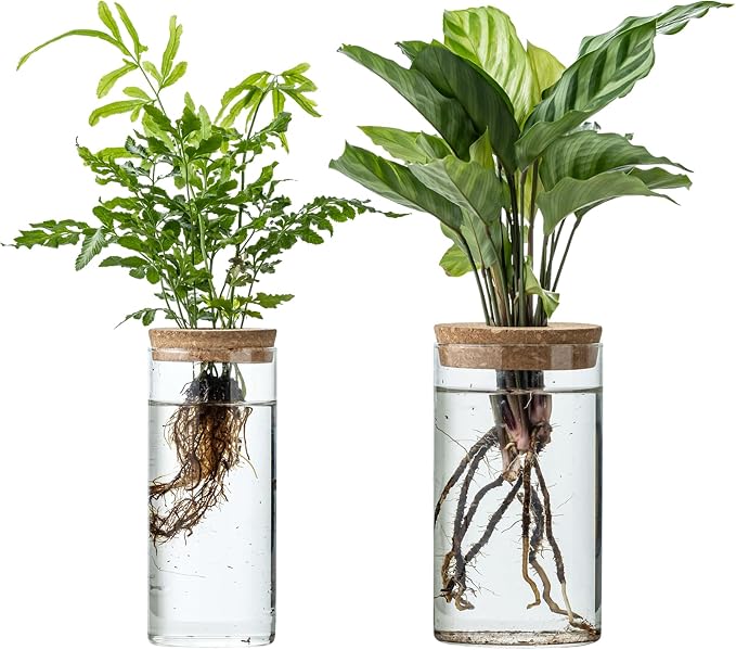 Propagation Vases for Plants, Set of 2(1 Large & 1 Small) Glass Plant Propagation Stations, Plant Propagation Jars for Home Office Windowsill Tabletop Decoration (2)