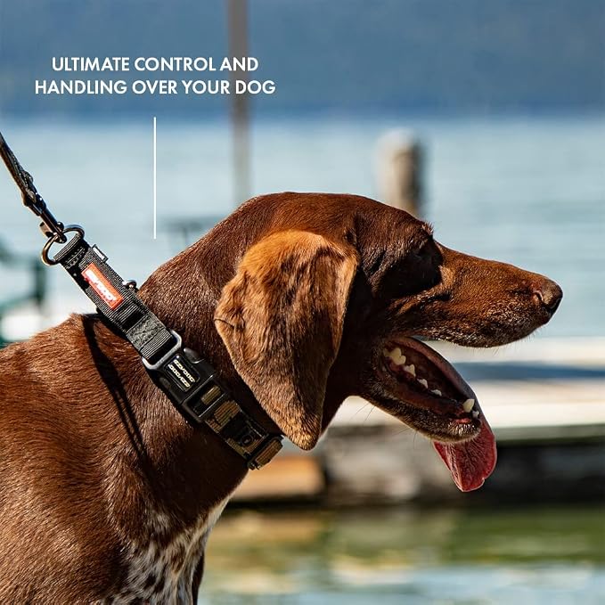 EzyDog Checkmate Martingale Collar for Dogs – Premium Nylon Training Dog Collar for Easy Control with no Choking (Small, Orange)