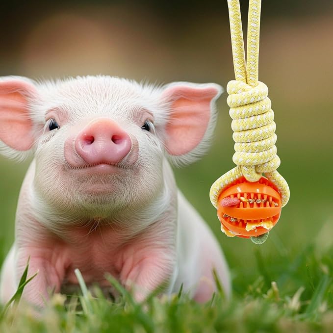 Mini Pig Supplies, 3 Pack Treat Dispenser Ball Toys for Pigs, Plastic Food Foraging Ball with Rope for Pigs, Pig Toys for Pet Pig