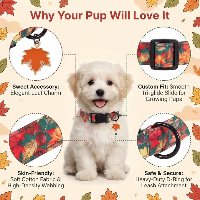 Fall Dog Collar, Puppy Collar for Small Dogs, S