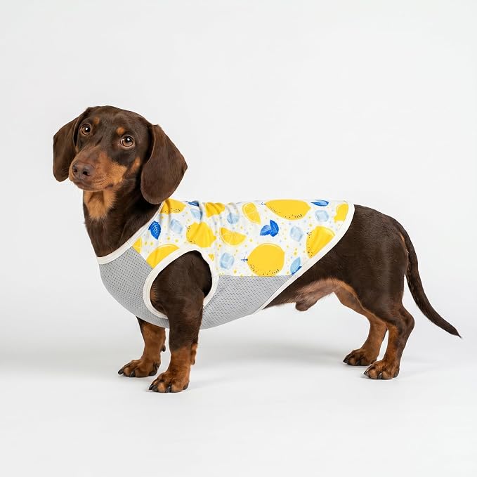Fitwarm 2 Pack Ice Lemon UPF 50+ UV Sun Protection Dog Shirt, Lightweight Dog Cooling Vest, Quick Dry Summer Clothes for Small Dogs Boy Girl, Pet Outfit, Blue, Yellow, White, XS