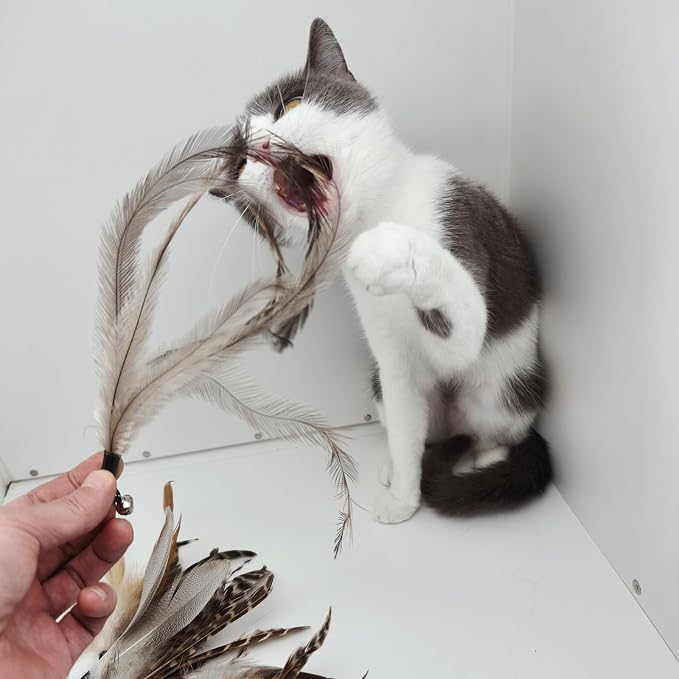 miwoowim 8PCS Natural Unstained Feather Refills for Cat Teaser Wand Toys | Handcrafted, non-toxic attachments with bells. Standard replacement fits most wands easily.interactive kitty teaser heads