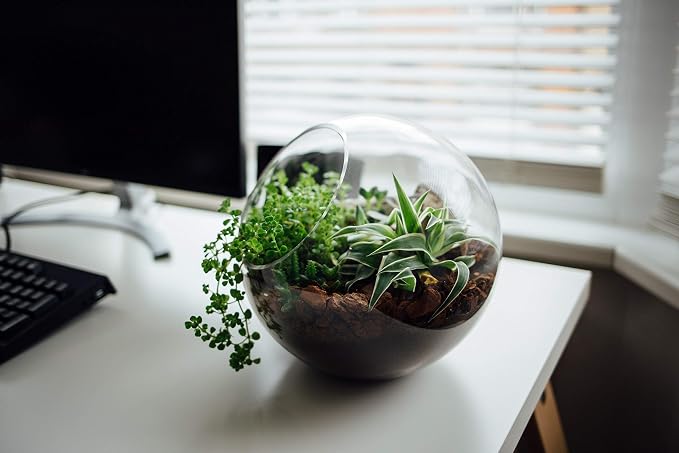 WGV Slant Cut Bowl Glass Vase Bulk, Width 5.5", Height 5.5", Clear Round Globe Planter Terrarium Orb, Candy Dish, Fruit Jar, Floral Container for Home Office Decor, 12 Pieces