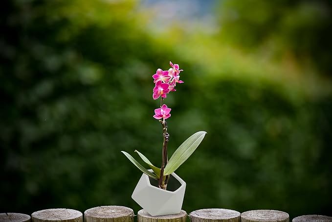 WGV Geometric Ceramic Vase, Width 5", Height 4.3", Matte White Tilted Pot, DIY Folded Planter Bowl for Wedding Event Office Home Decor, 1 Piece