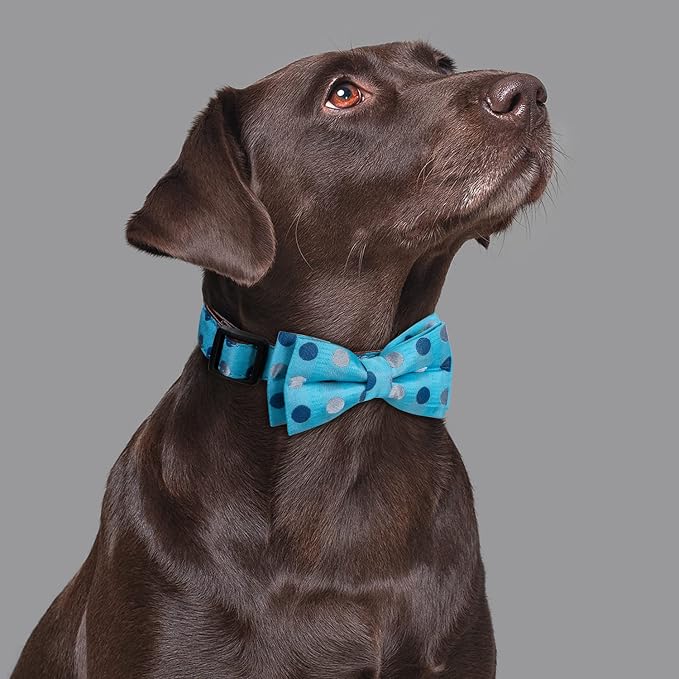 Bowtie Dog Collar Blue Polka Dots Small