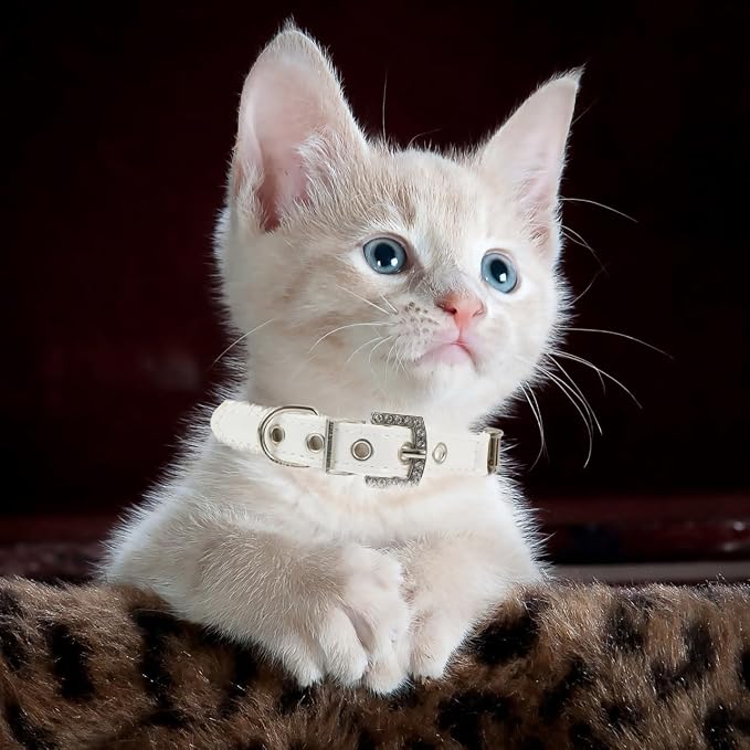 POPETPOP 2Pcs Dog Pearls Collar and Leash Set Elegant Pearl Decorated Neckwear for Outdoor Walking Training Birthday Party Wedding Christmas Use