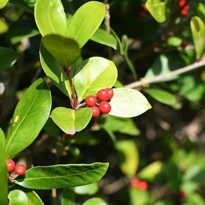 Jovvily Uva Ursi Leaves, Dried & Whole Bearberry, Herbal Tea (8 Ounces)
