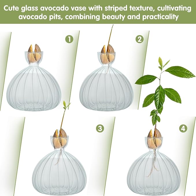 Large Avocado Grow Vase Glass Striped Acorn Seed Starter Vase for Growing | Premium Glass Avocados Growing Vases, Clear Avocados Pit Planter Pot, Ideal for Gardening Lover Indoor Hydroponics