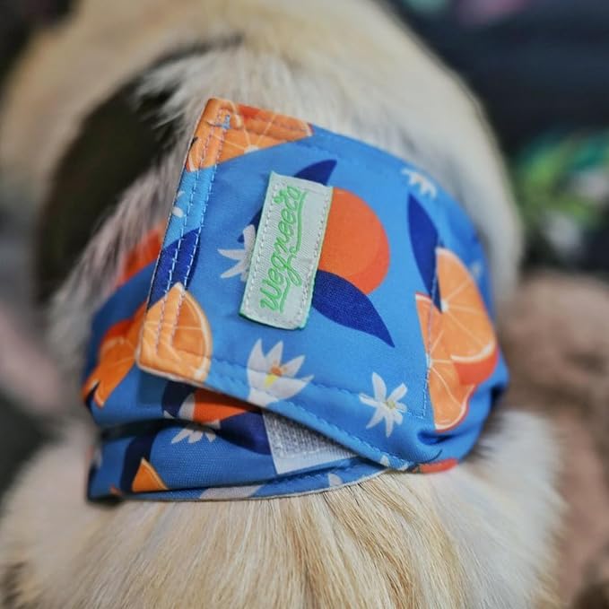 wegreeco Washable Male Dog Belly Band (Stylish Pattern)- Pack of 3 - Washable Male Dog Belly Wrap, Dog Diapers Male (Fruit, X-Small)