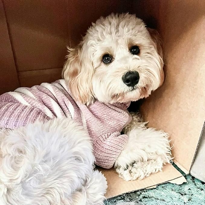 Blueberry Pet Cozy Soft Chenille Classy Striped Dog Sweater in Dusty Rose, Back Length 22", Pink Clothes for Dogs