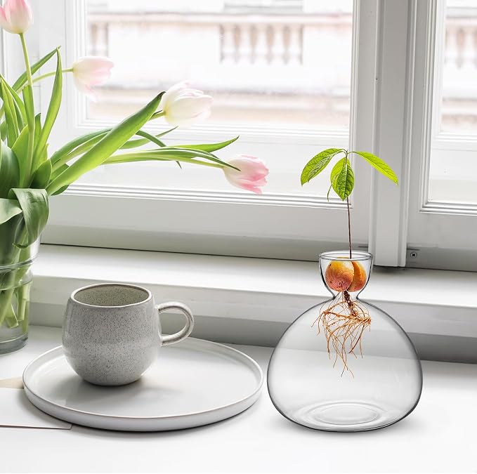 Large Avocado Grow Vase Glass Acorn Seed Starter Vase Planter for Growing | Premium Glass Avocado Growing Vases, Clear Avocado Pit Planter, Transparent Bulb Vase, Ideal for Gardening Indoor Hydroponics