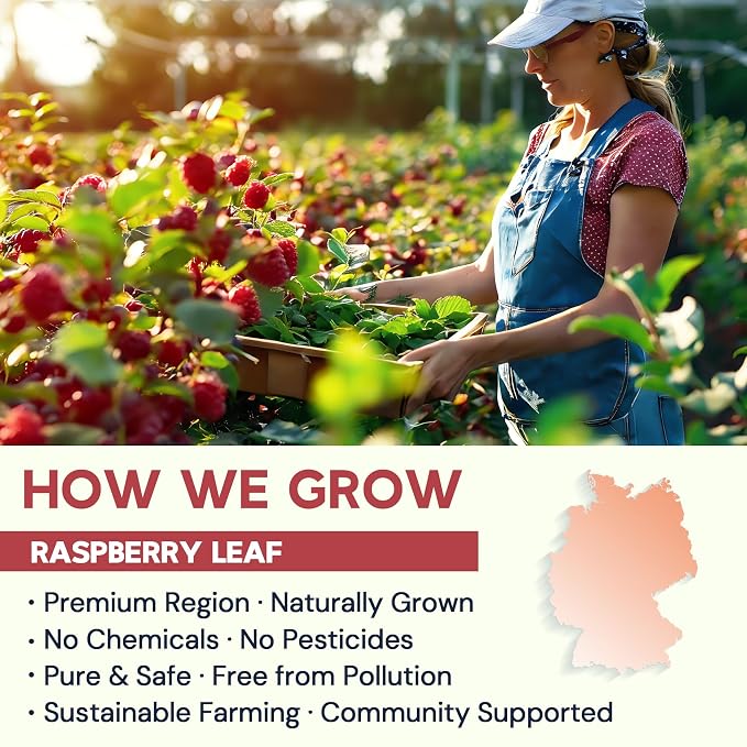 Raspberry Leaf Tea - 100 Teabags, Naturally Caffeine-Free, Mild & Herbal Taste