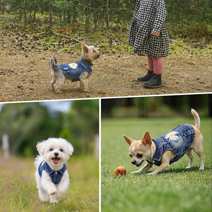 Dog Denim Jacket, Daisy Embroidery for Small Dogs, XXL, Chest 19-20.5 in | Ripped vintage jean vest for puppies, Chihuahuas and Pugs, cotton-blend outfits for spring summer fall festival and daily