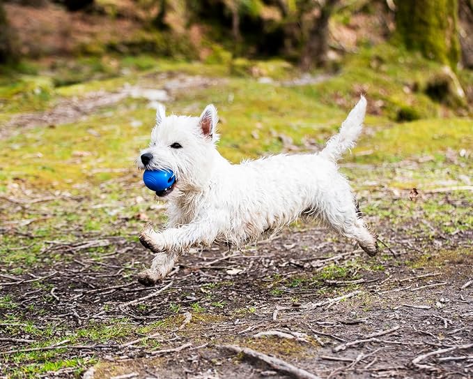 Chuckit! Crunch Ball Dog Toy, Medium (Pack of 24)