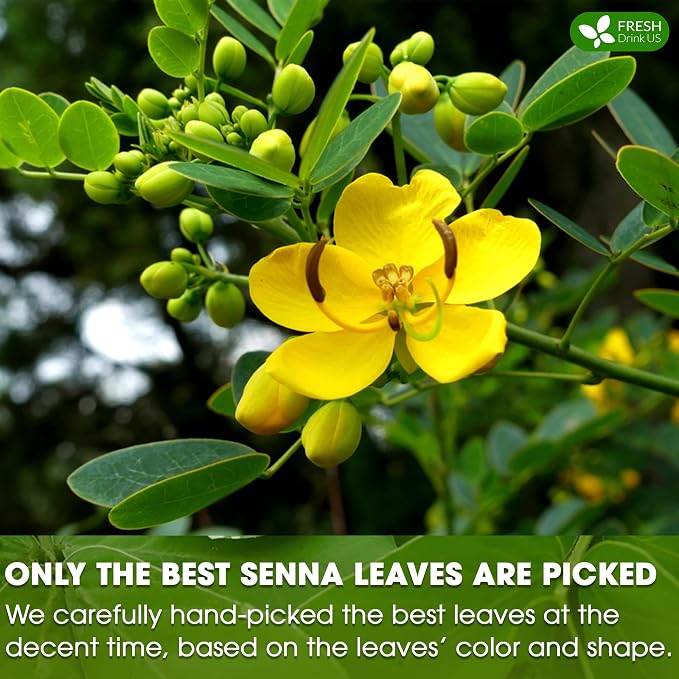 FreshDrinkUS, Premium 75 Senna Leaf Tea Bags, 100% Natural & Pure from Senna Leaves. Loose Leaf Senna Herbal Tea, Made with Natural Material Tea Bags. No Sugar, No Caffeine, No Gluten, Vegan.