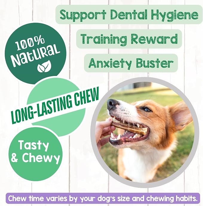Nature Gnaws Extra Thin Bully Sticks 5-6" Rawhide Free Dog Chews, 50 Count | Long Lasting for Light Chewers and Puppies - Natural Beef Dog Chew Bones - Single Ingredient - No Artificial Preservatives