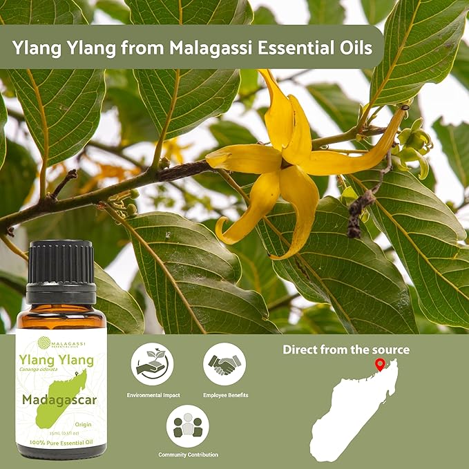 Ylang Ylang Essential Oil - Direct from Malagassi Essential Oils Madagascar - Steam Distilled - Aceite de Ylang Ylang for Aromatherapy, Diffuser, DIY Candle and Soap Making - 15ml