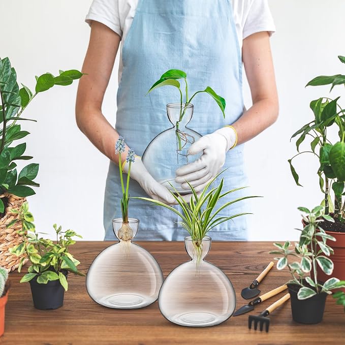 Large Avocado Grow Vase Glass Acorn Seed Starter Vase Planter for Growing | Premium Glass Avocado Growing Vases, Clear Avocado Pit Planter, Transparent Bulb Vase, Ideal for Gardening Indoor Hydroponics