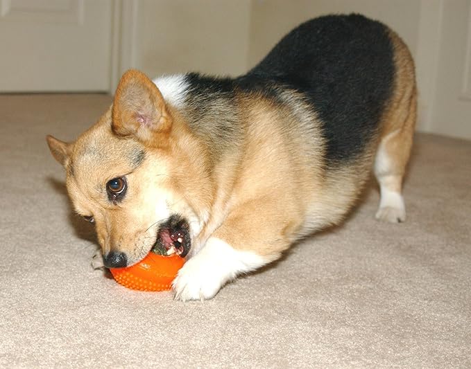 Starmark Everlasting Treat Bento Ball Tough Dog Chew Toy Large (Pack of 12)
